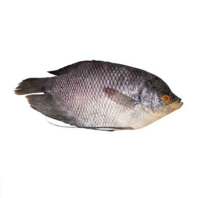 Ikan Gurame Bersih Utuh Astro Farm
