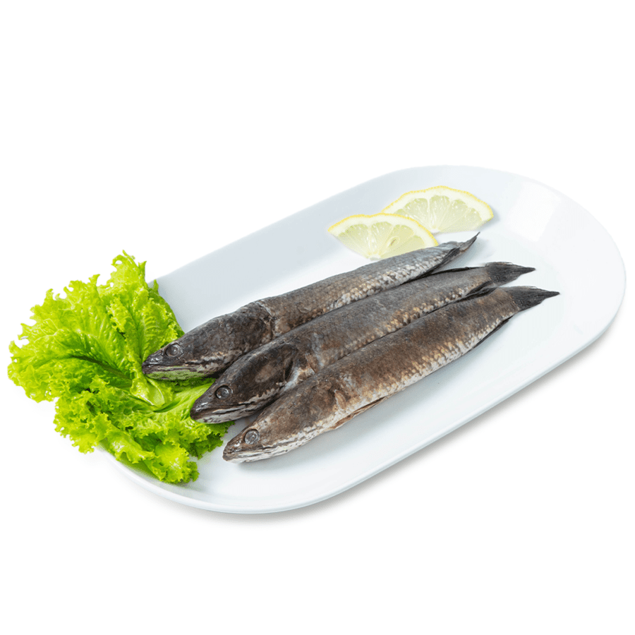 Ikan Gabus Air Tawar 500-600gram