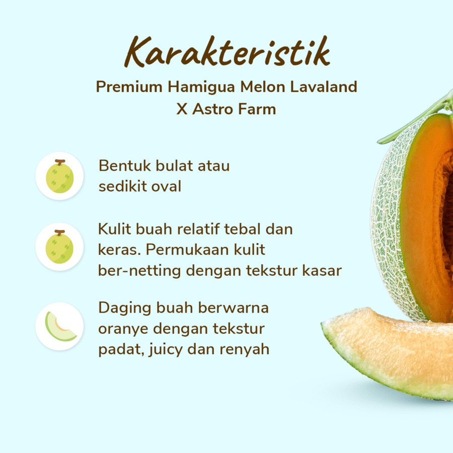 Premium Hamigua Baby Melon Lavaland X Astro Farm 1 pcs