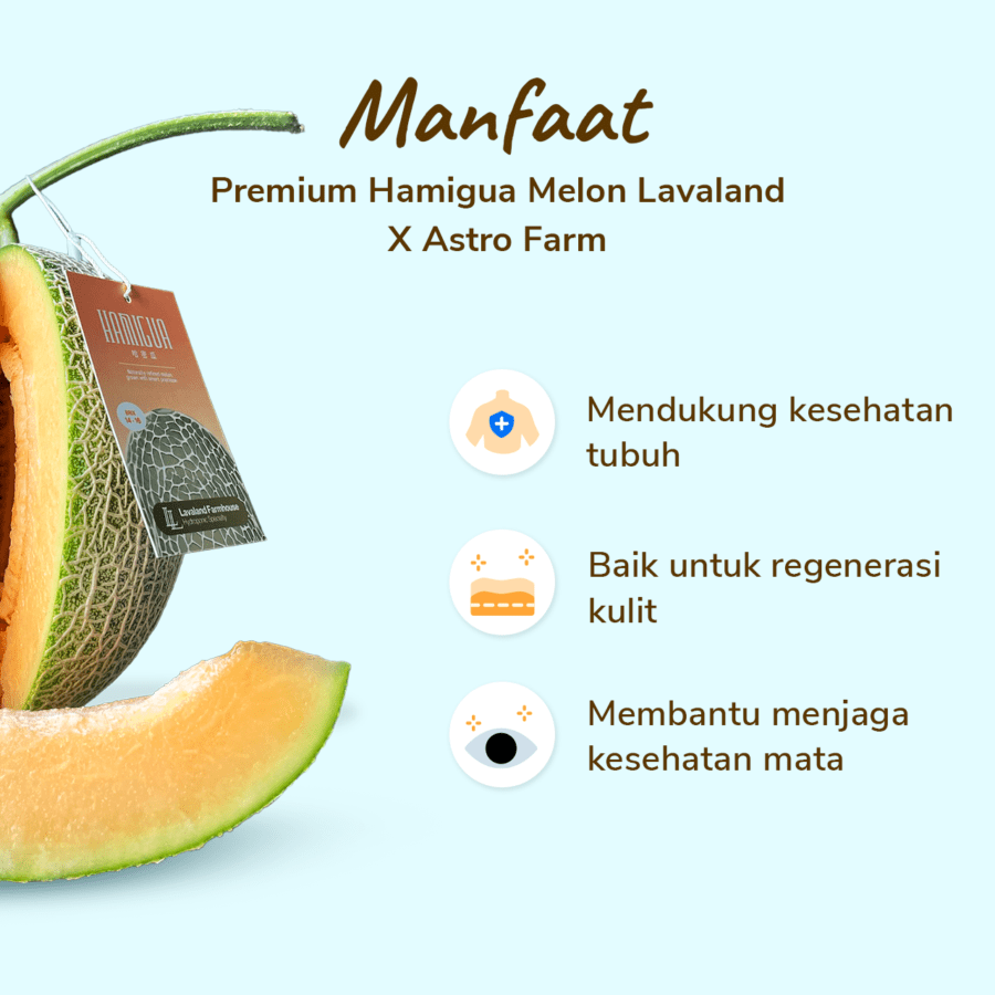 Premium Hamigua Baby Melon Lavaland X Astro Farm 1 pcs
