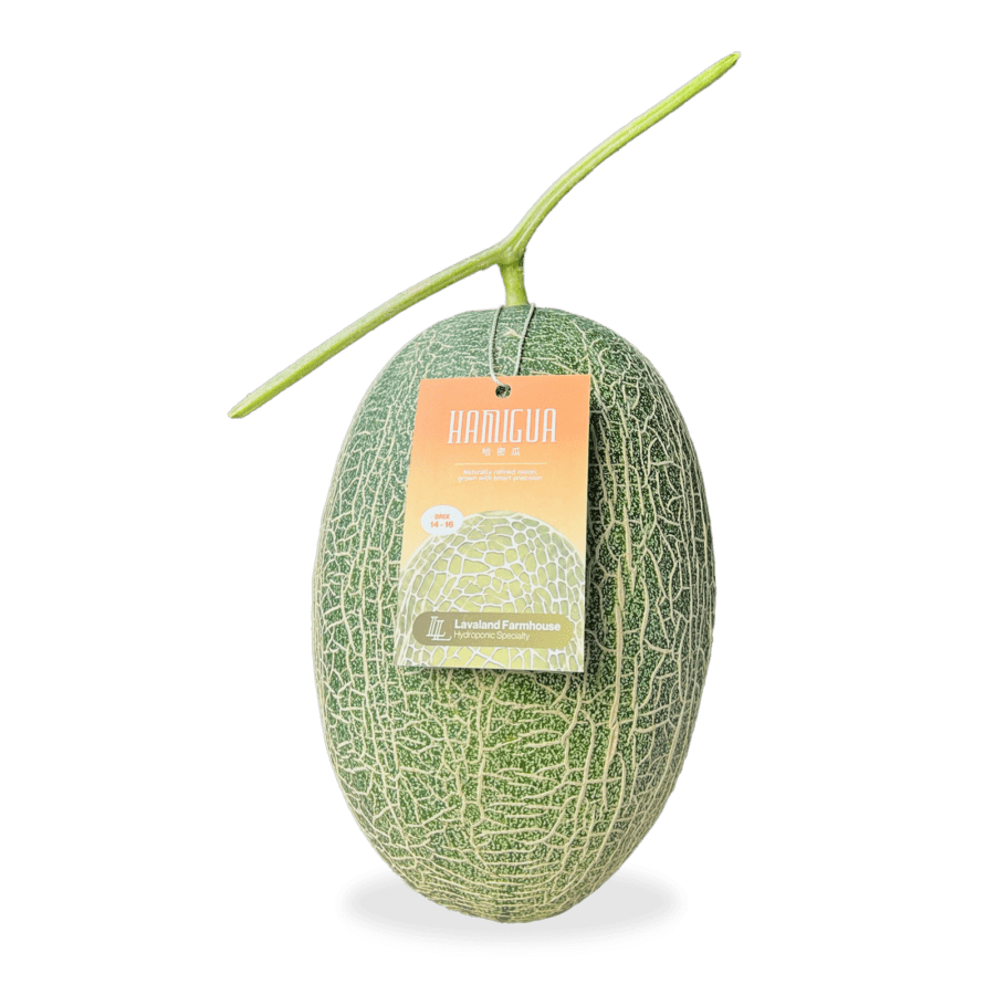 Premium Hamigua Melon Lavaland X Astro Farm 1 pcs